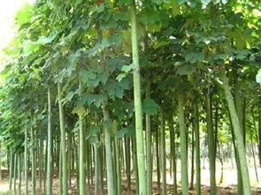 《诗经》《楚辞》中的植物 美名之下，未必有美颜