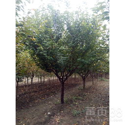 泰安园林绿化 优势苗木成就绿色生态之美