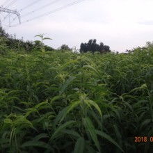 2019年绿化苗木价格趋势与批发报价解析（第10页专题报告）