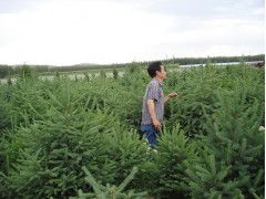 内蒙古绿化苗木的选择及其发展潜力