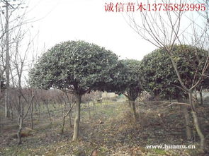 瓜子球 杭州诚信苗木的品质之选