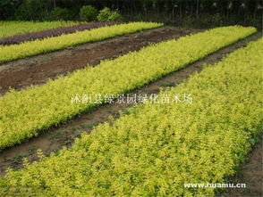 连翘 沭阳县绿景园绿化苗木场的精品苗木推荐