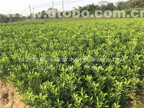 简阳海源苗木种植专业合作社热卖促销带活苗木经济新趋势